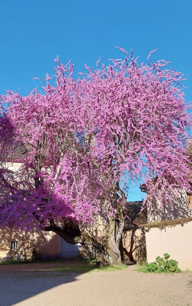 L'arbre de Judée. Photo Geneviève Pinçon, photo 09/04/2026